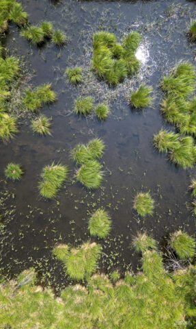 Moorregion mit Seegras